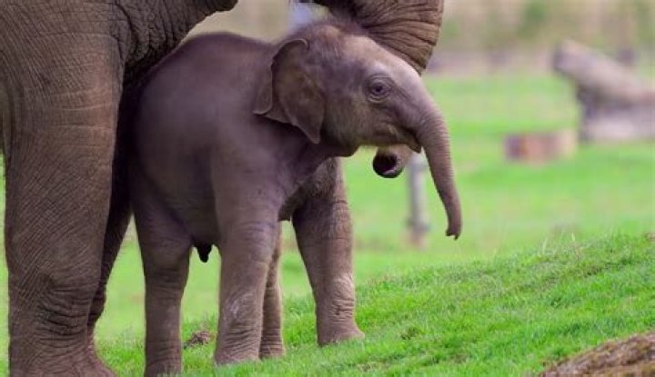 
Largest Zoo in the U.K. Names New Baby Elephant with Royal Connection After Queen Elizabeth 