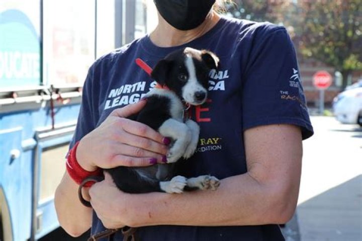 
Pomeranians, Poodles, and Other Purebred Dogs Rescued from Puppy Mill and Moved to N.Y. Shelter 