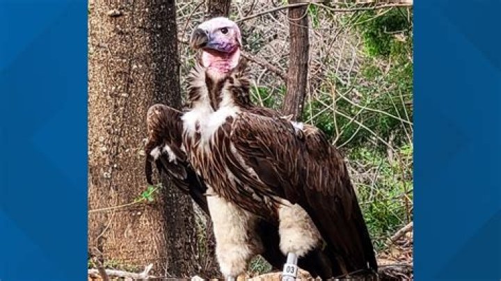 
‘Suspicious Death’ of Endangered Dallas Zoo Vulture: $10,000 for Information Leading to Arrest and Charge in the Case 
